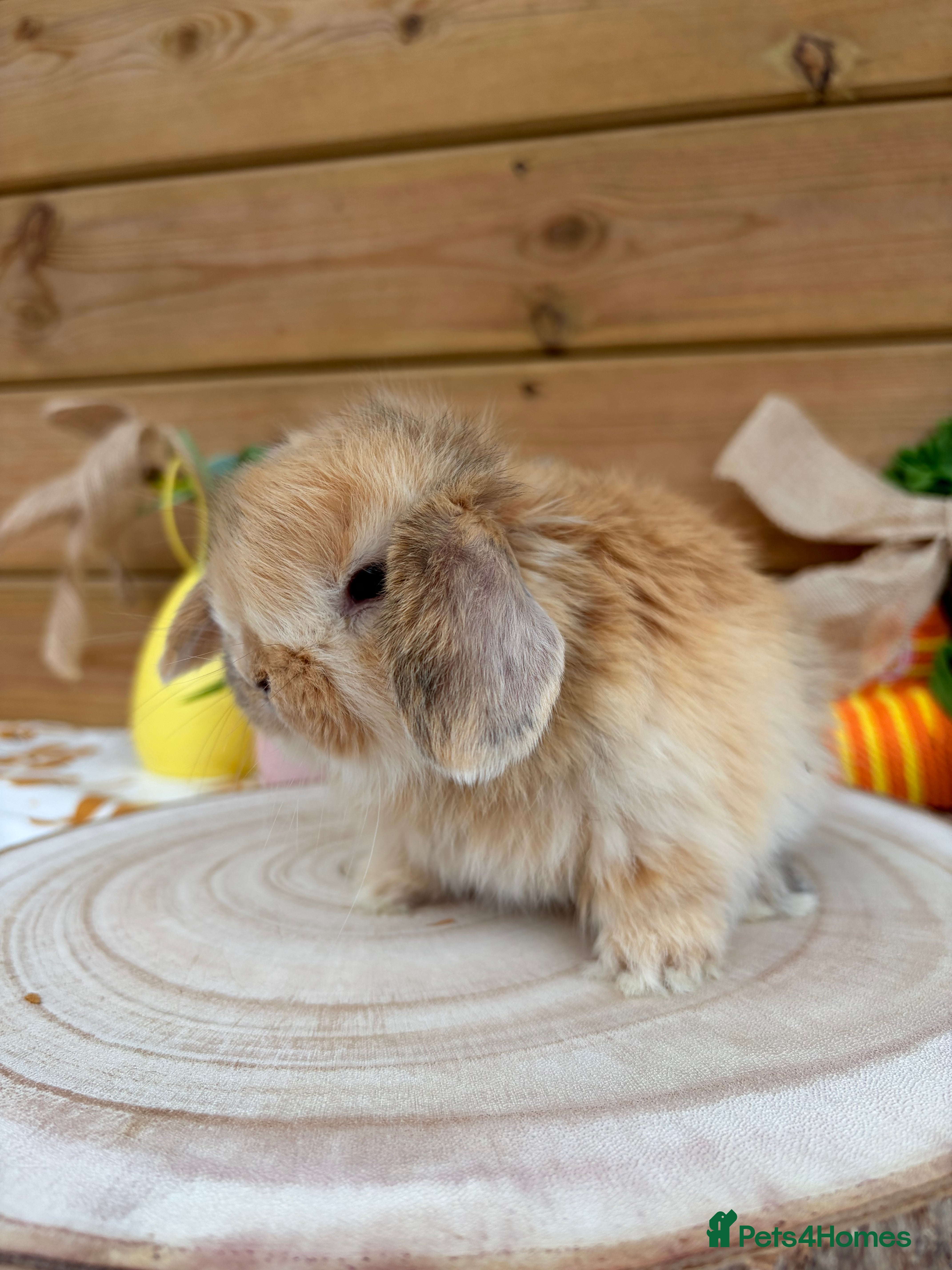 Mini Lop rabbits Baby Mini Lops - Advert 6