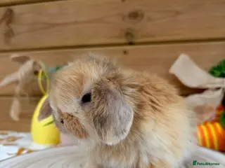 Mini Lop rabbits Baby Mini Lops - Advert 6