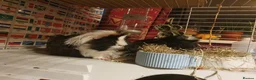 Guinea Pig rodents for sale: Bonded male pair of guinea pigs  in Harlow - Advert 3