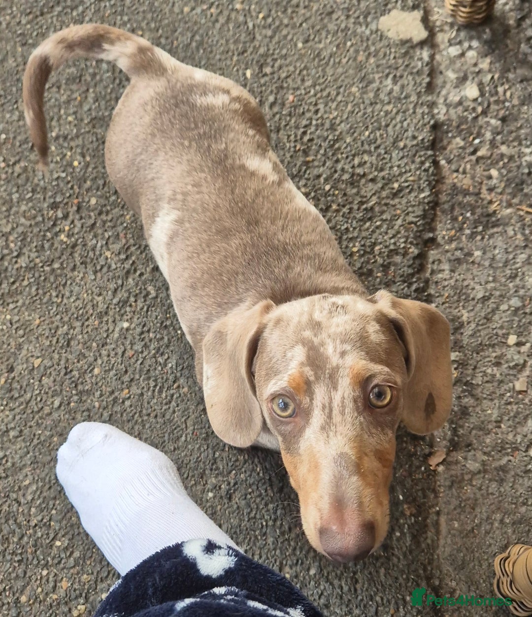 Dachshund dogs for sale: Kc isabella dapples boys - Image 6