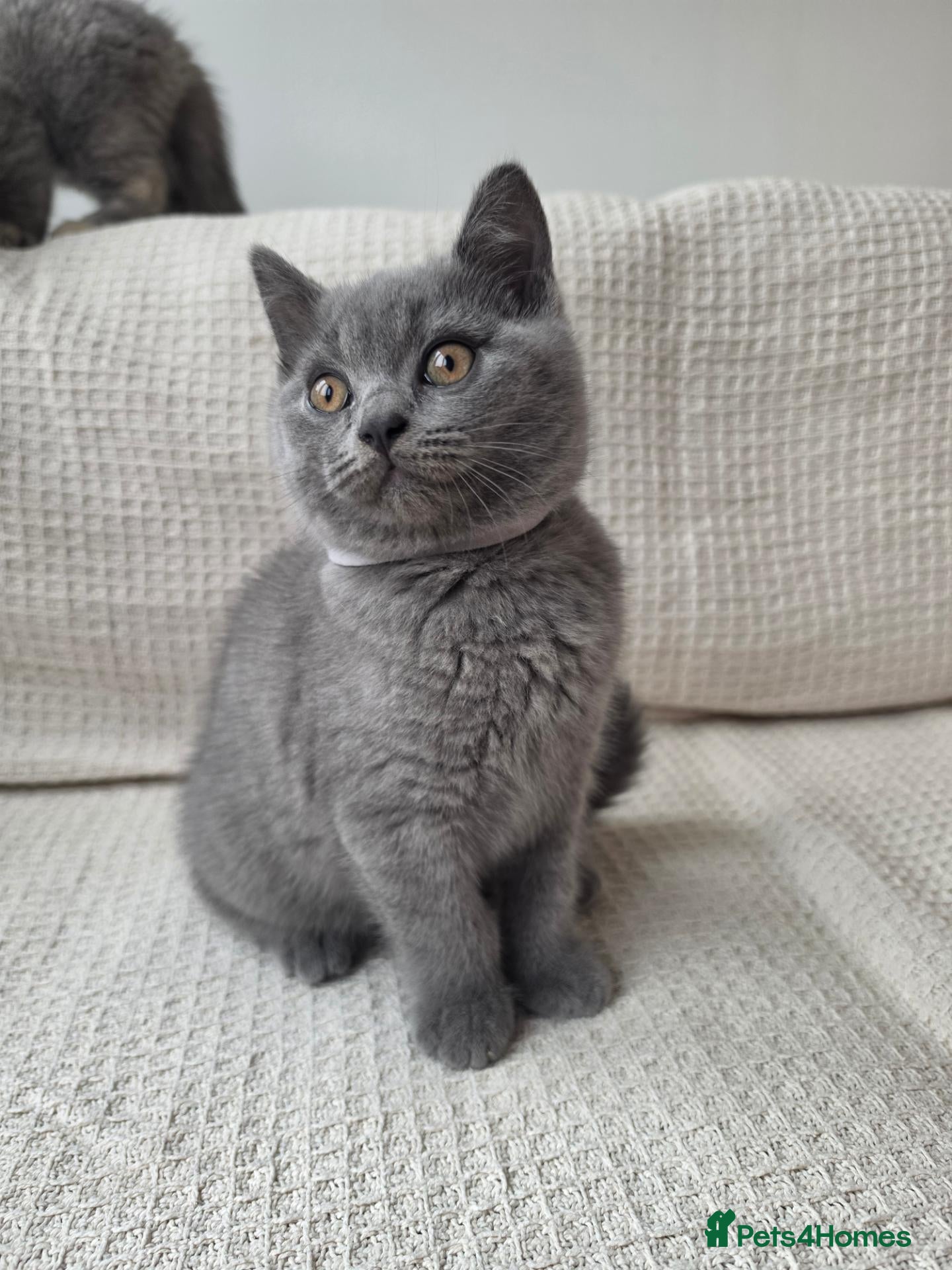 British Shorthair cats  2 BOYS LEFT  READY TO FIND THEIR FOREVER HOMES🏠 - Advert 2