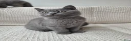 British Shorthair cats for sale: 🐾 GCCF British Shorthair Kittens  - Advert 9