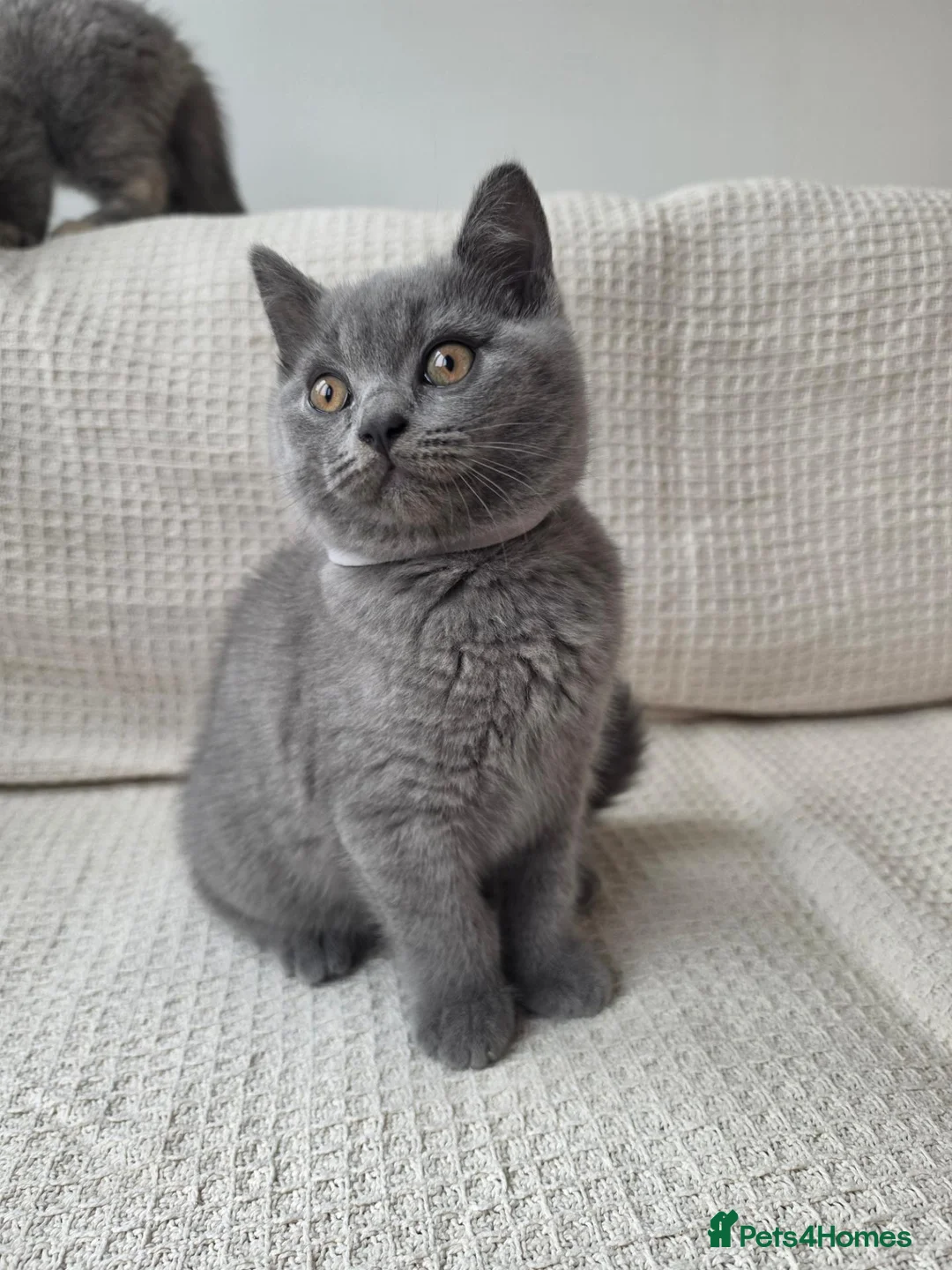 British Shorthair cats for sale:   BSH GCCF REGISTERED-2 BOYS LEFT  🥰 - Advert 2