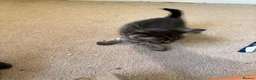 Mixed Breed cats for sale: Savannah cross kittens  in Broadstone - Advert 7