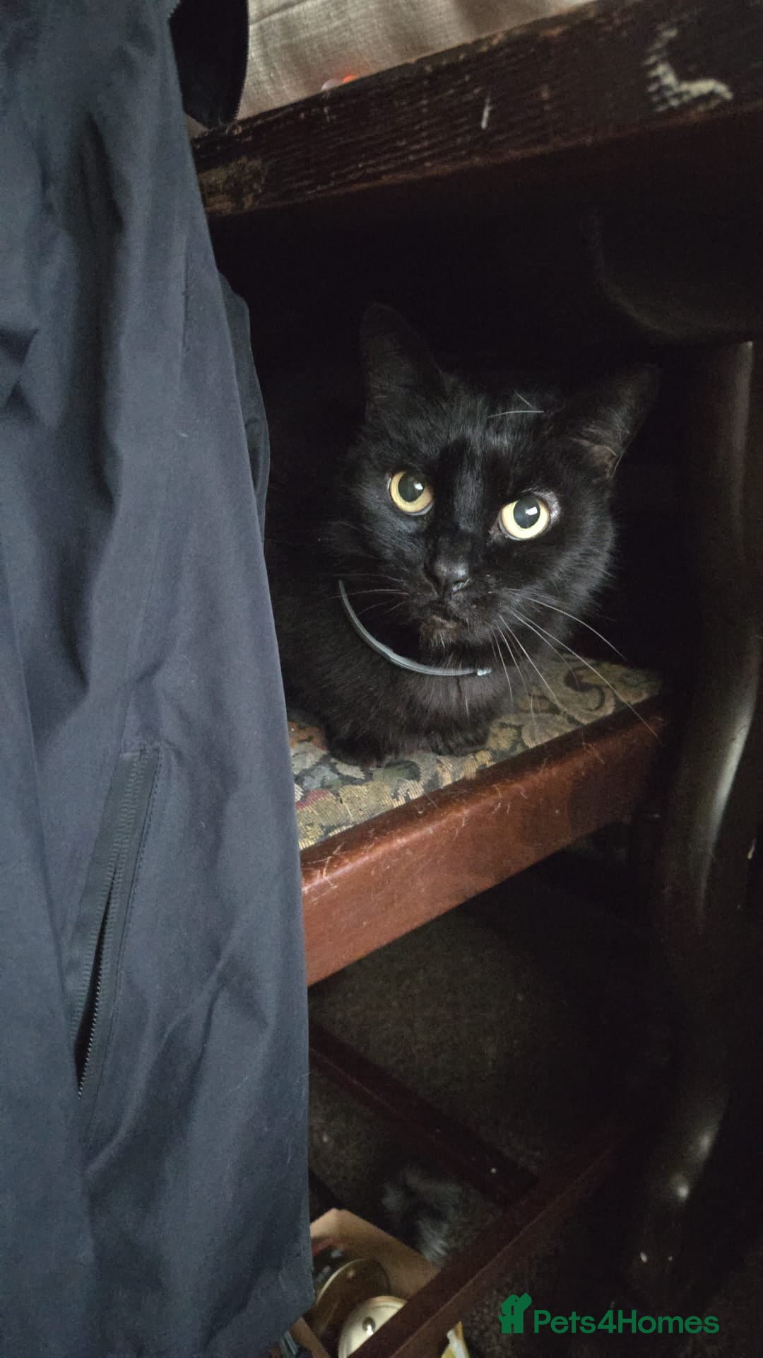 Domestic Shorthair cats Maisie is a sweet 9 yr old that just wants loving - Advert 1