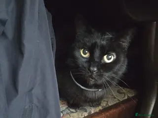 Domestic Shorthair cats Maisie is a sweet 9 yr old that just wants loving - Advert 1