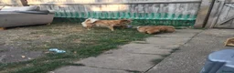 Pomeranian dogs for sale: 1 girl and 2boys - Advert 2