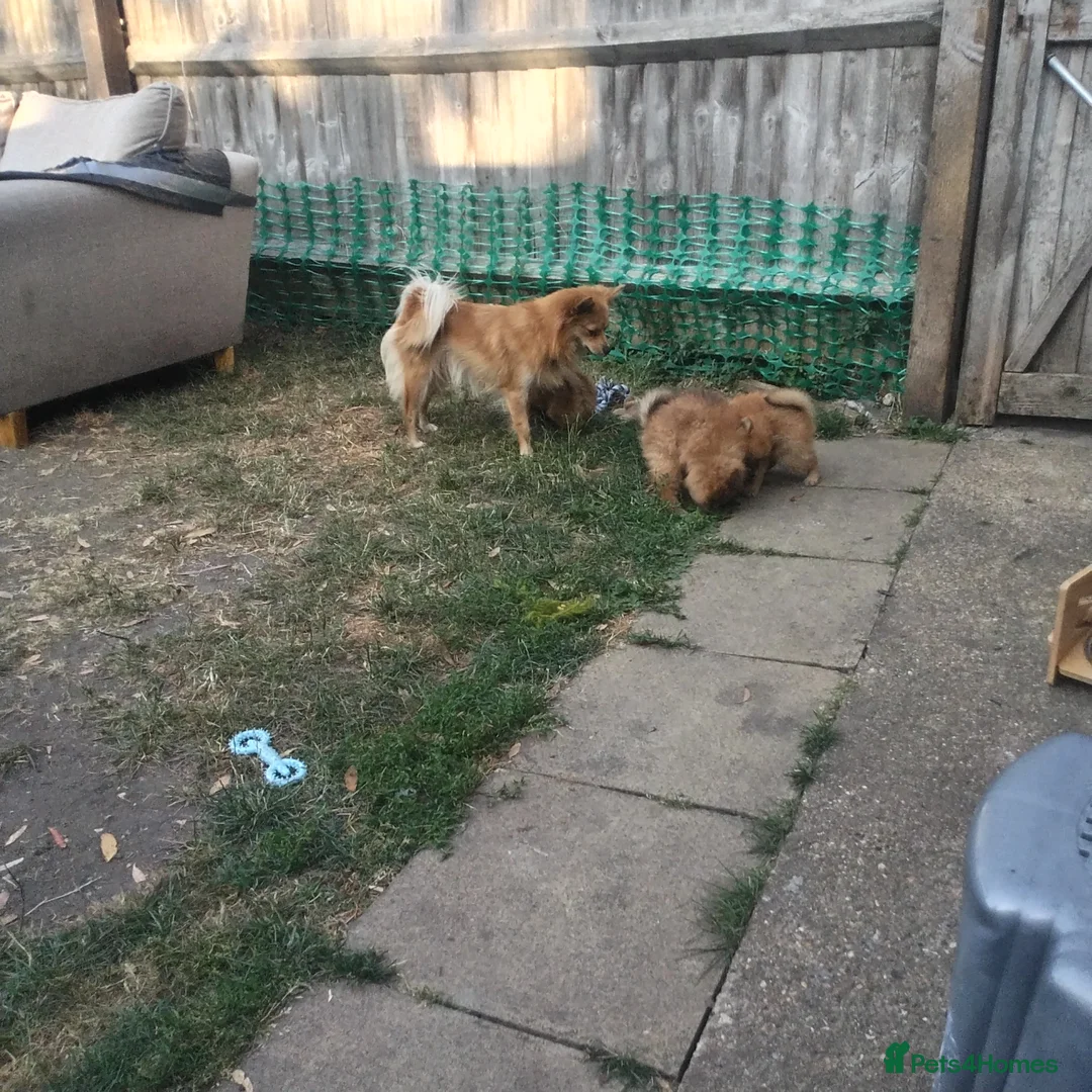 Pomeranian dogs for sale: 1 girl and 2boys - Advert 2