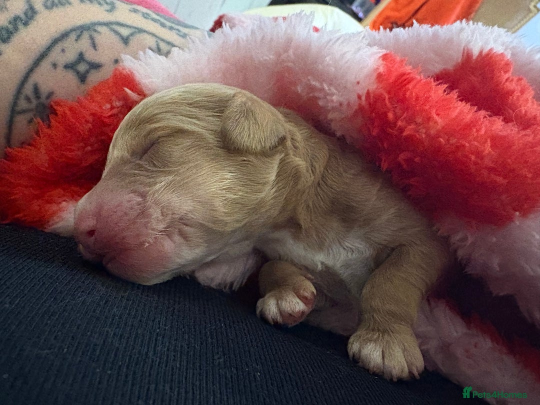 Cavapoo dogs for sale: Stunning f2 cavapoo pups girls and boys  - Advert 2