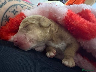 Cavapoo dogs Taking Viewings 24/12 f2 cavapoo girls and boys - Advert 4