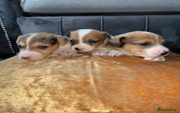 Jack Russell dogs for sale: Jack Russel puppies for sale  - Image 22
