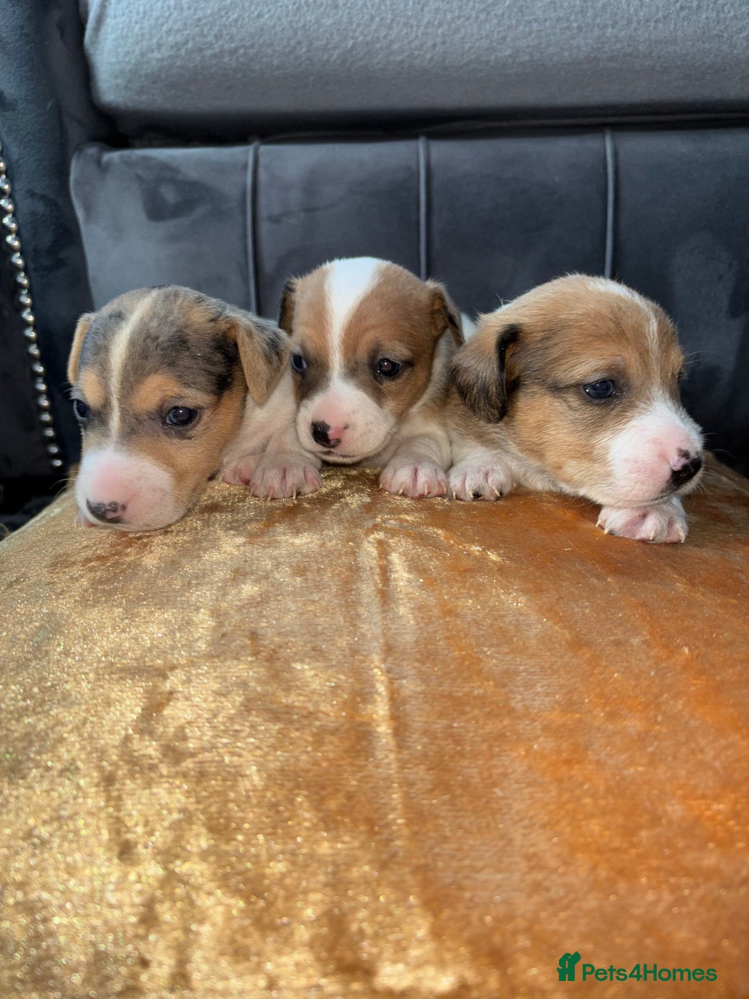 Jack Russell dogs for sale: Jack Russel puppies for sale  - Image 22