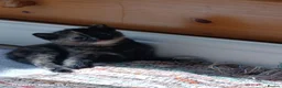Mixed Breed cats for sale: Four girls. - Advert 3