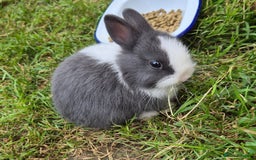 Netherland Dwarf rabbits for sale: Netherlands Dwarf - Image 10