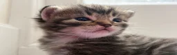 Ragdoll cats for sale: Ragdoll mix kittens  - Advert 9