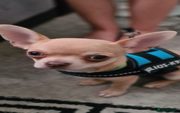 Chihuahua dogs for sale: KC registered xsmall male chihuahua for sale - Image 3