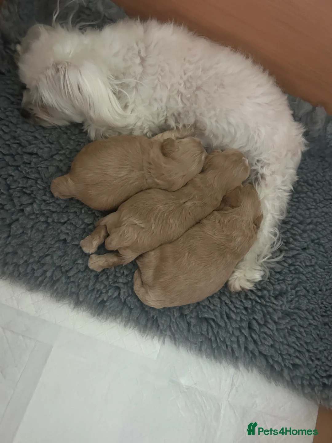 Maltipoo dogs for sale: Maltipoo F1 in Clacton-on-Sea - Advert 1
