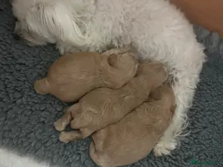 Maltipoo dogs Maltipoo F1 - Advert 12