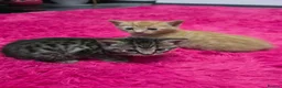 Mixed Breed cats for sale: Beautifull kittens ready to go  - Advert 14