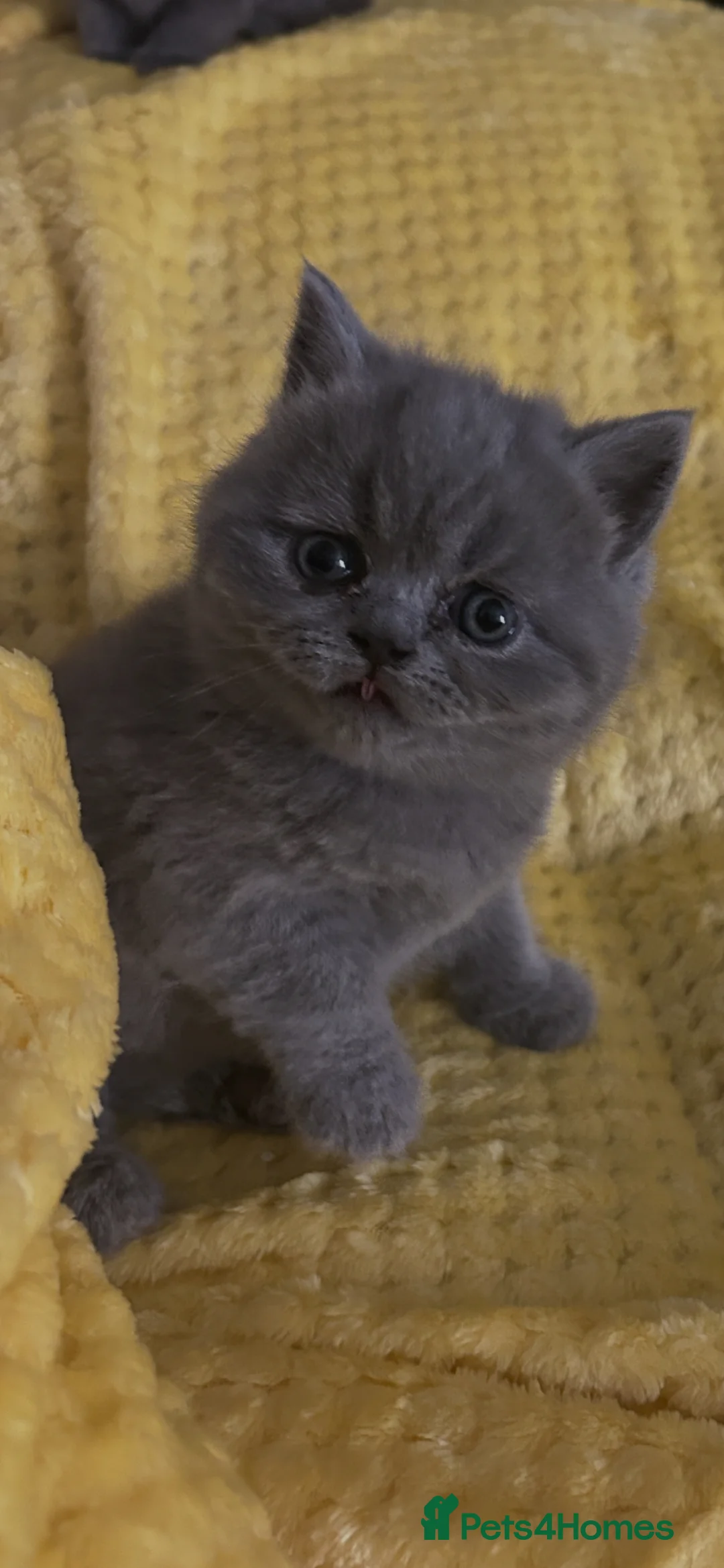 Mixed Breed cats for sale: British short hair/persian - Advert 1