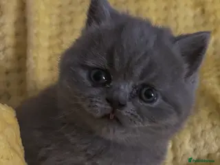 Mixed Breed cats British short hair/persian - Advert 1