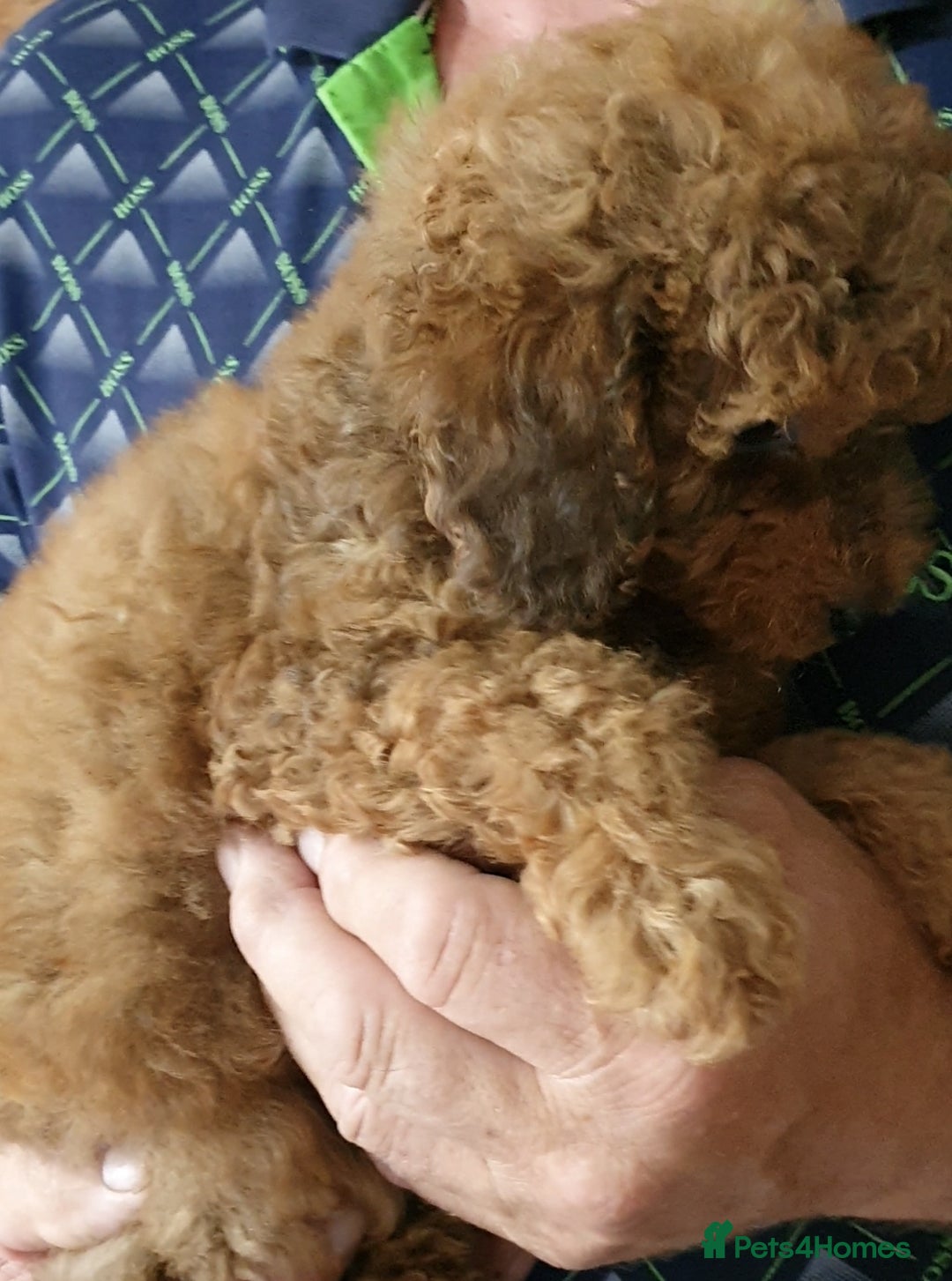 Toy Poodle dogs for sale: KC Toy Poodles, health tested, champion bloodline - Image 13