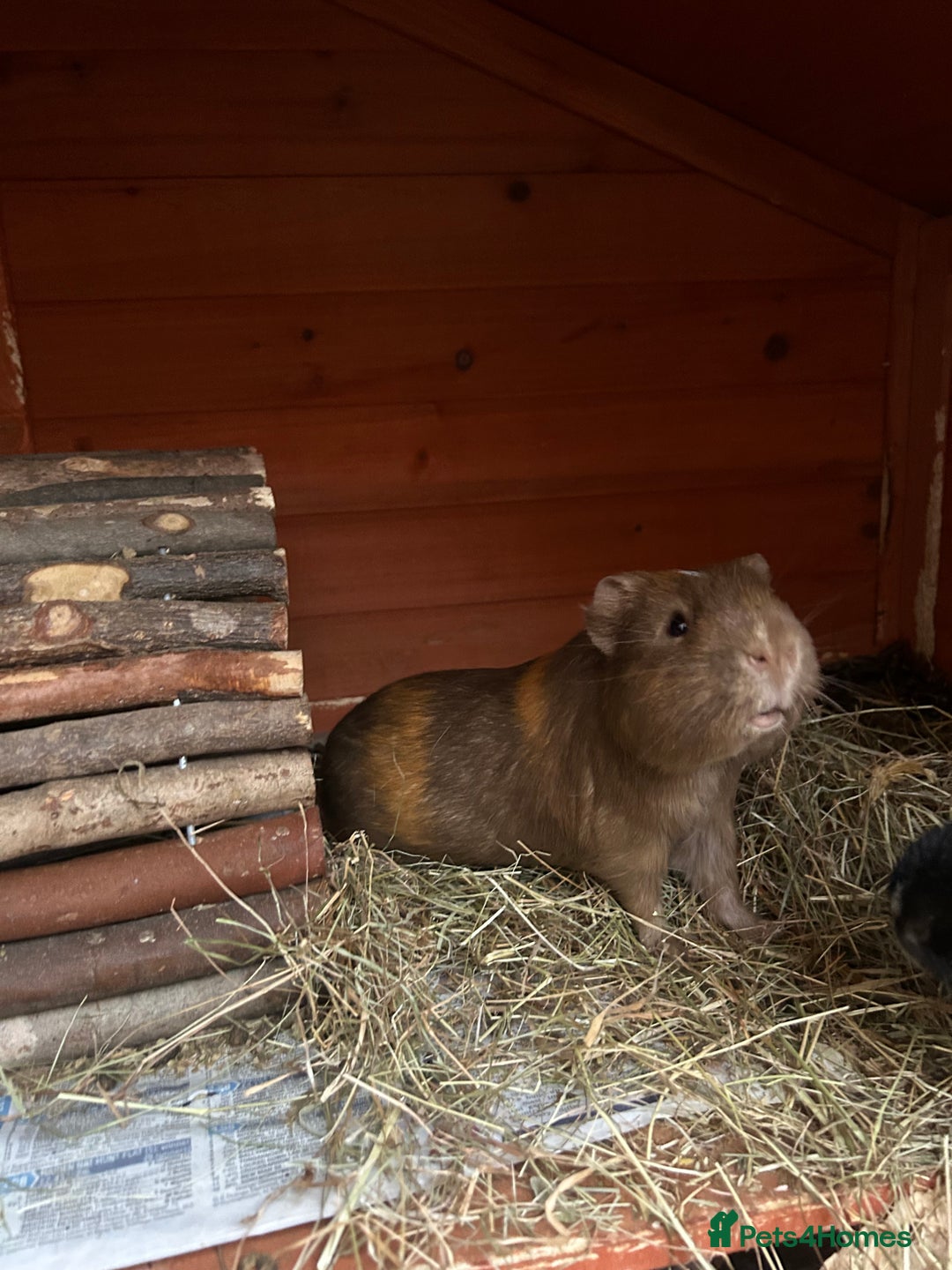 Guinea Pig rodents for sale: Two male guinea pigs  - Image 2