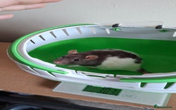 Rat rodents for sale: Baby rats - Image 5
