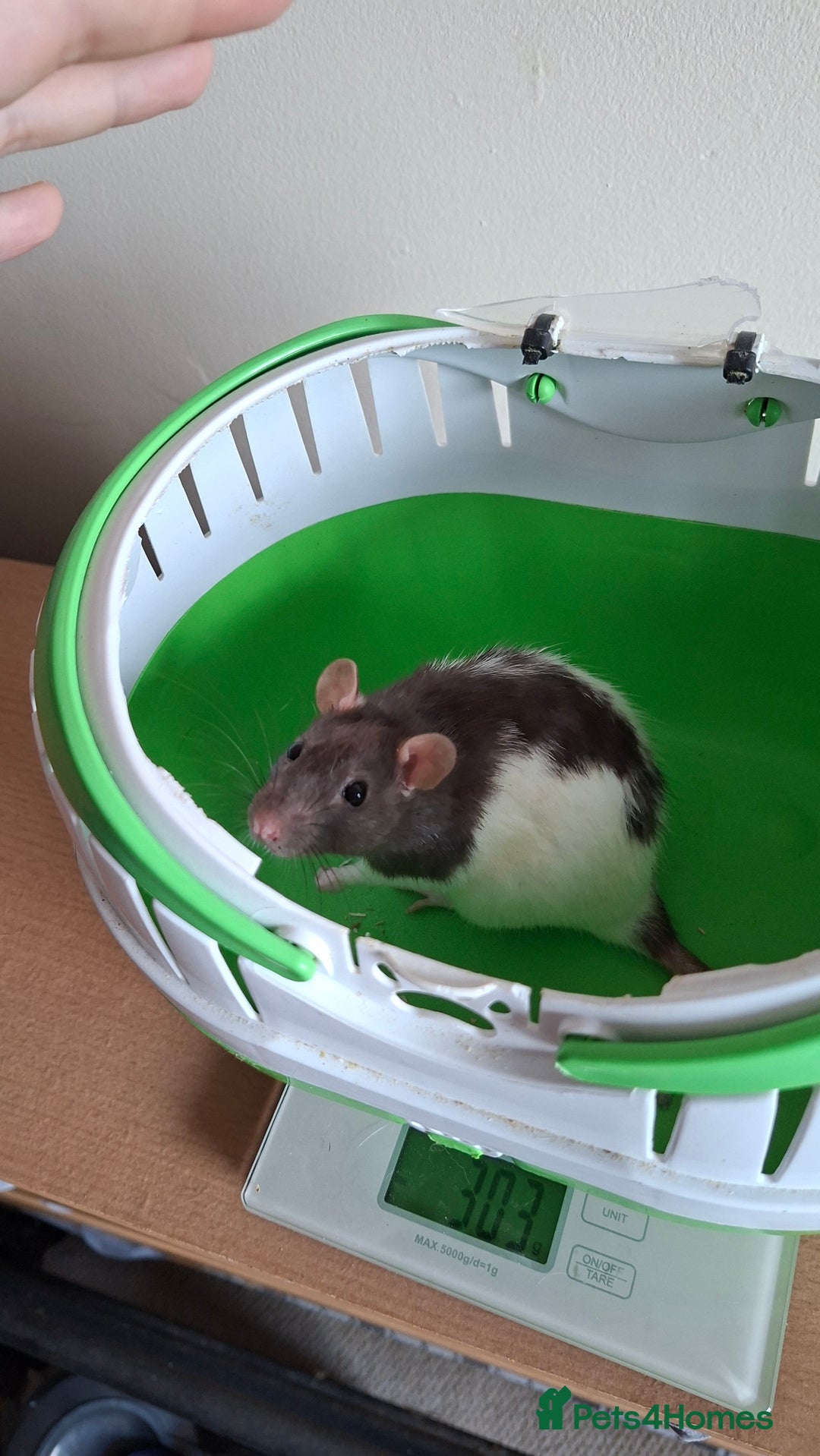 Rat rodents for sale: Baby rats - Image 5