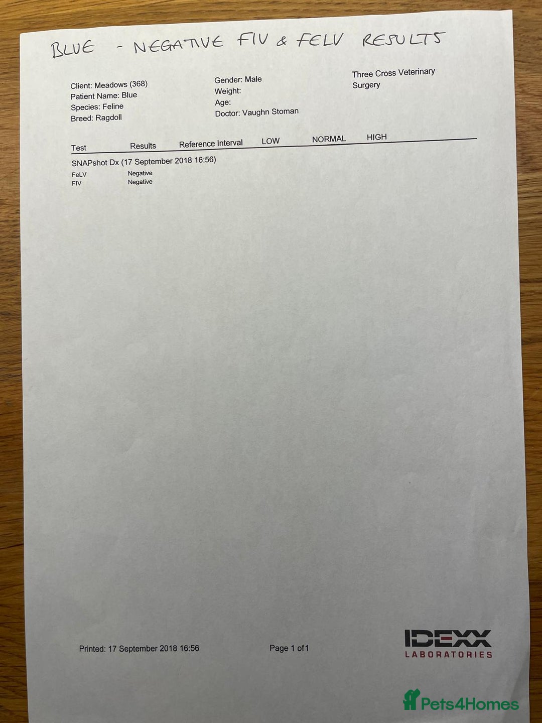 Ragdoll cats for sale: Male ragdoll 2 years old - Advert 11