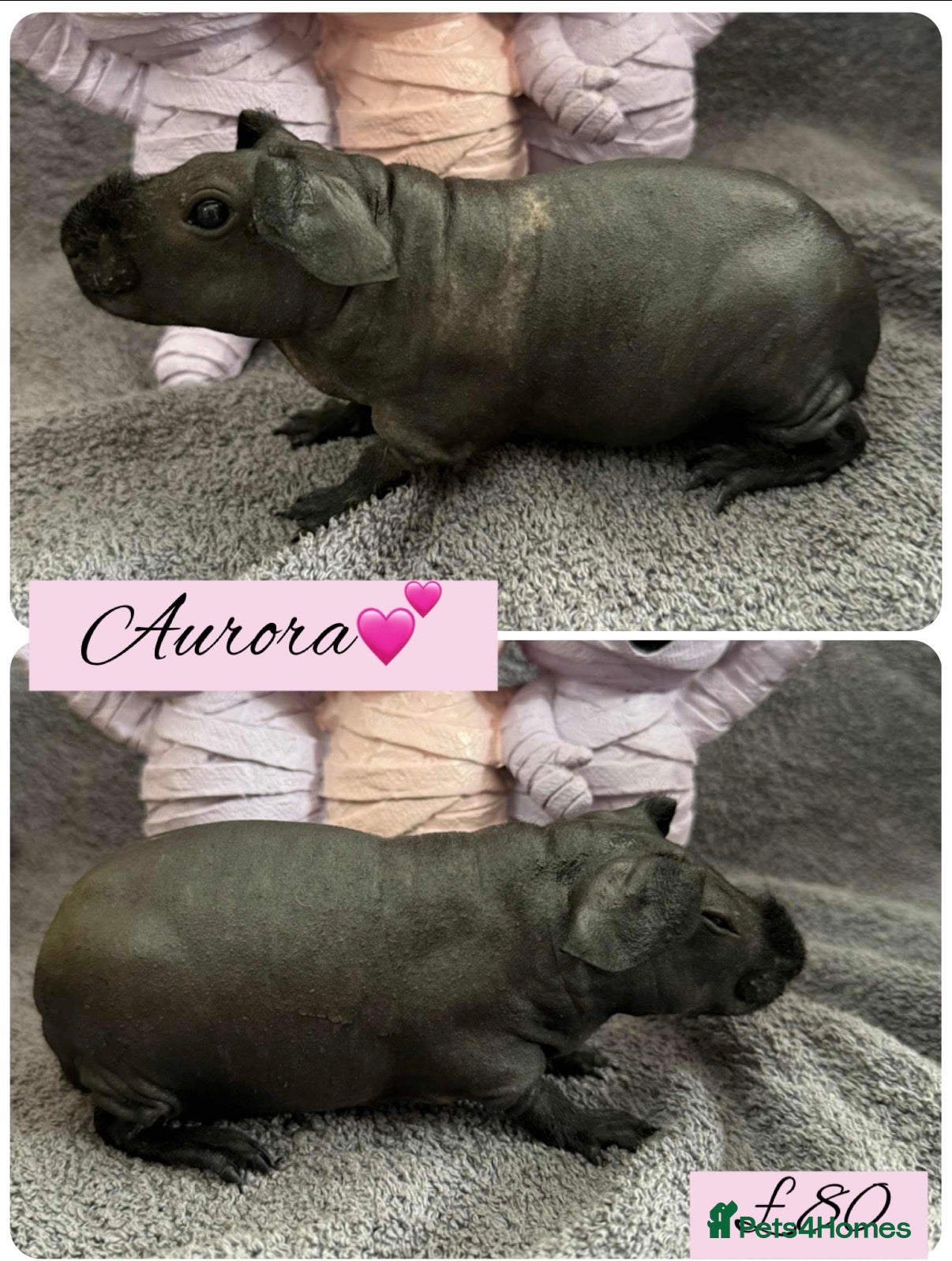 Guinea Pig rodents Skinny pigs  - Advert 16