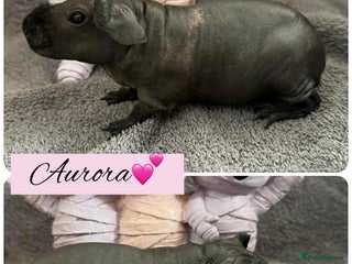 Guinea Pig rodents Skinny pigs - Advert 16