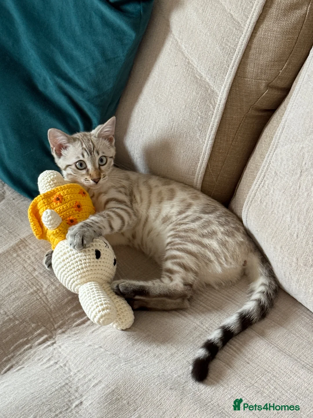 Bengal cats for sale: Beautiful TICA Registered Snow Bengal Kitten in London - Advert 2
