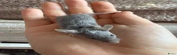 Mouse rodents for sale: Males and females - Advert 11