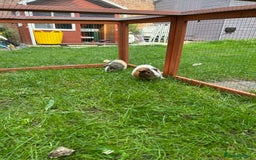 Guinea Pig rodents for sale: 2 male guinea pig brothers - Image 3