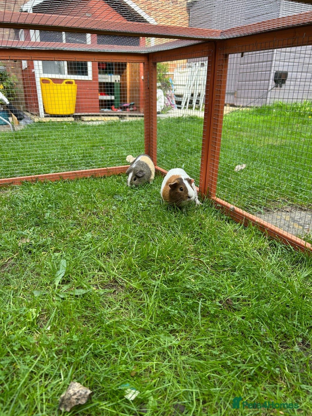 Guinea Pig rodents for sale: 2 male guinea pig brothers - Image 3