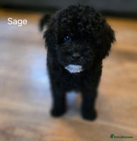 Cavapoo dogs - Advert 1