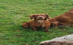 Cocker Spaniel dogs for sale: KC REGISTERED WORKING COCKERS - Image 6