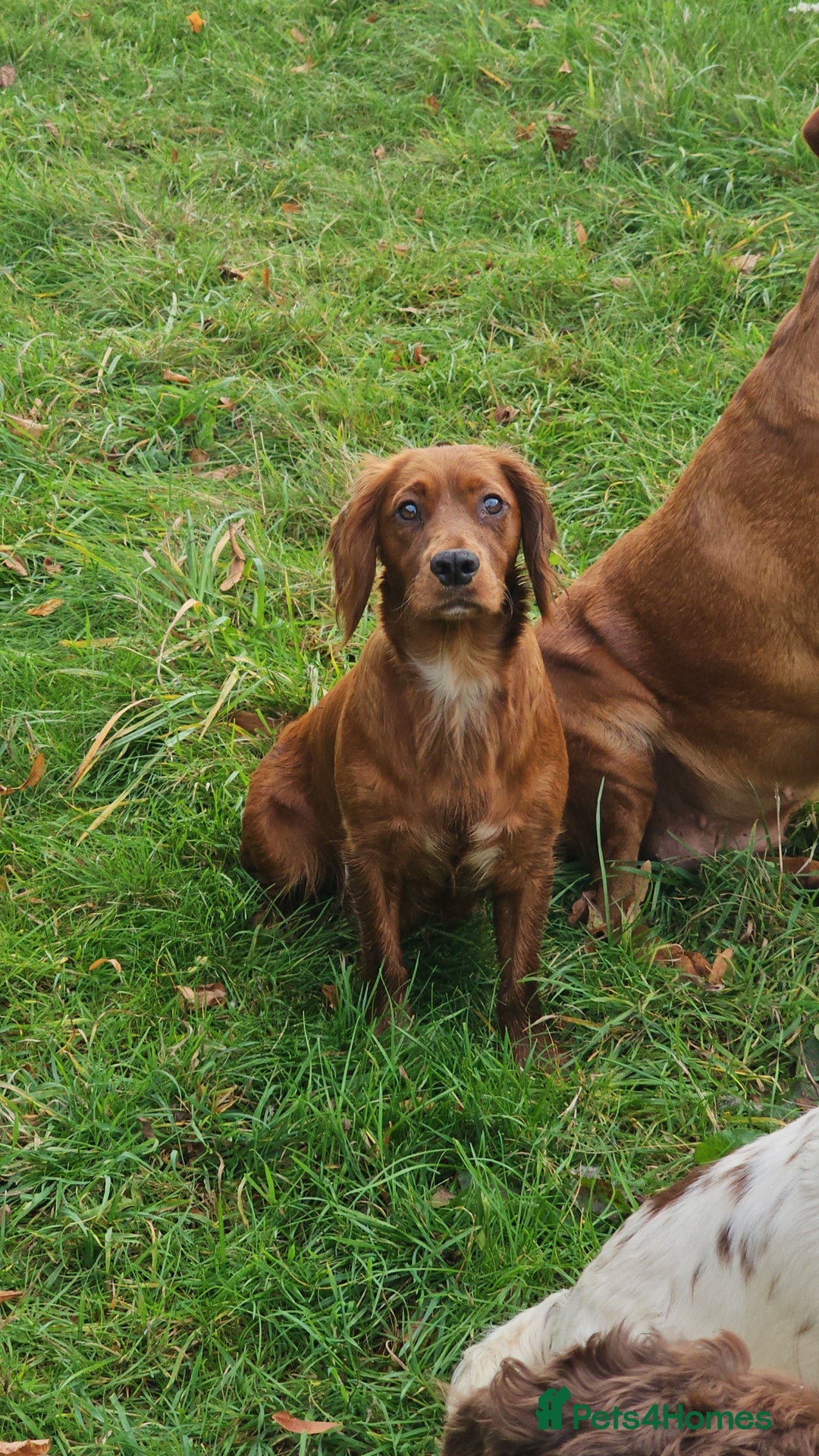 Cocker Spaniel dogs for sale: KC REGISTERED WORKING COCKERS - Image 6