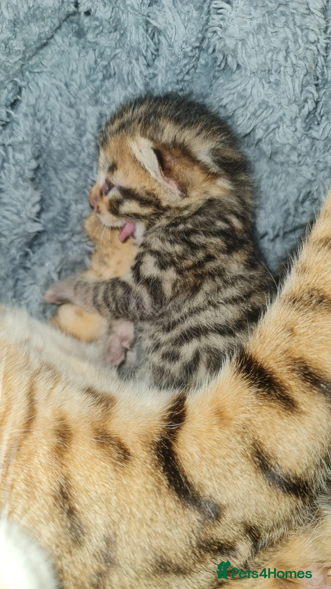Mixed Breed cats for sale: Bengal Cross Kittens – Ready End of April - Advert 2