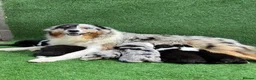 Australian Shepherd dogs for sale: Kc registered male Australian Shepherd Puppy - Advert 13