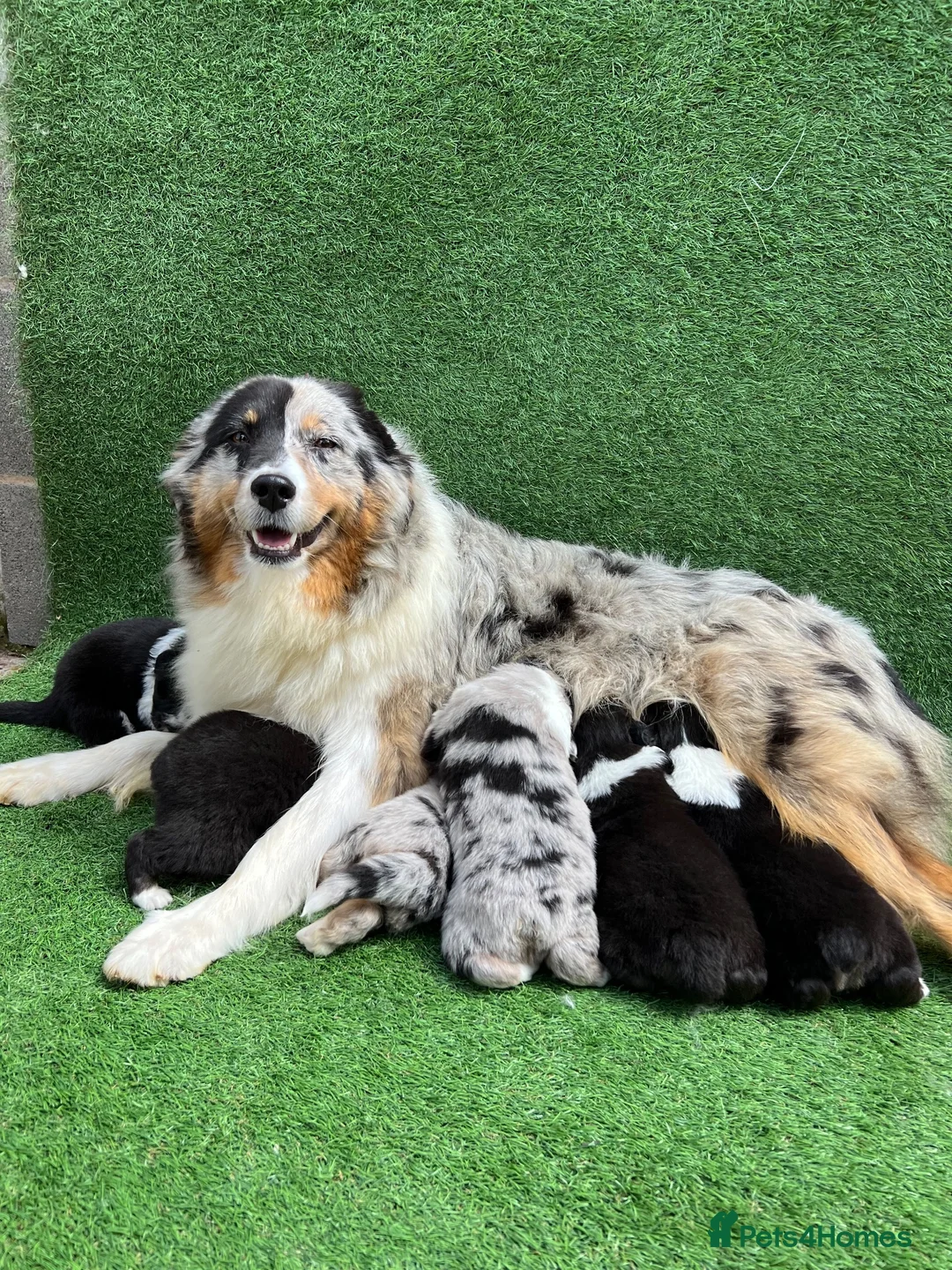 Australian Shepherd dogs for sale: Kc registered male Australian Shepherd Puppy - Advert 13