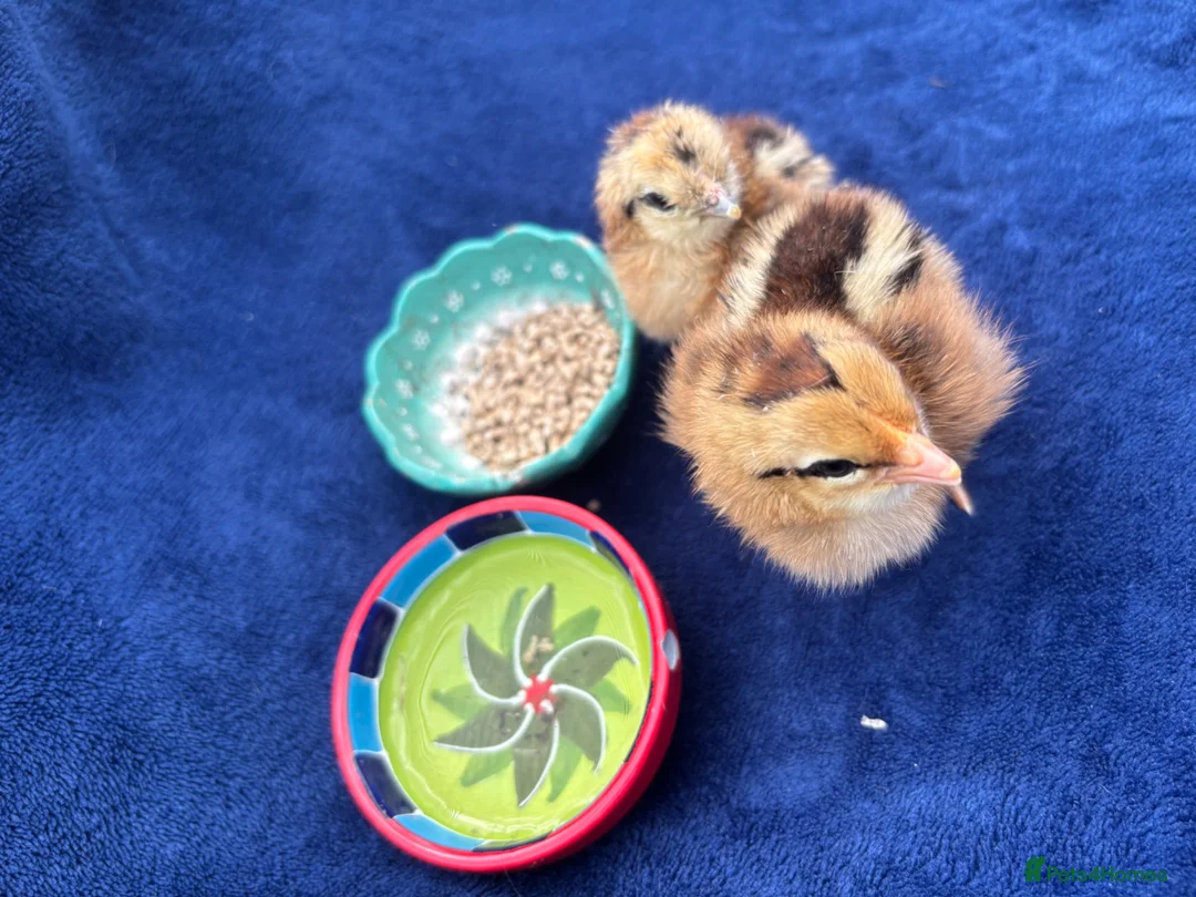Chickens poultry for sale: Day old chicks 🥰 - Advert 1