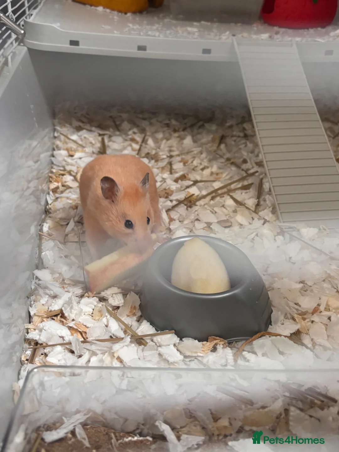 Hamster rodents for sale: Syrian hamster girl  - Advert 2