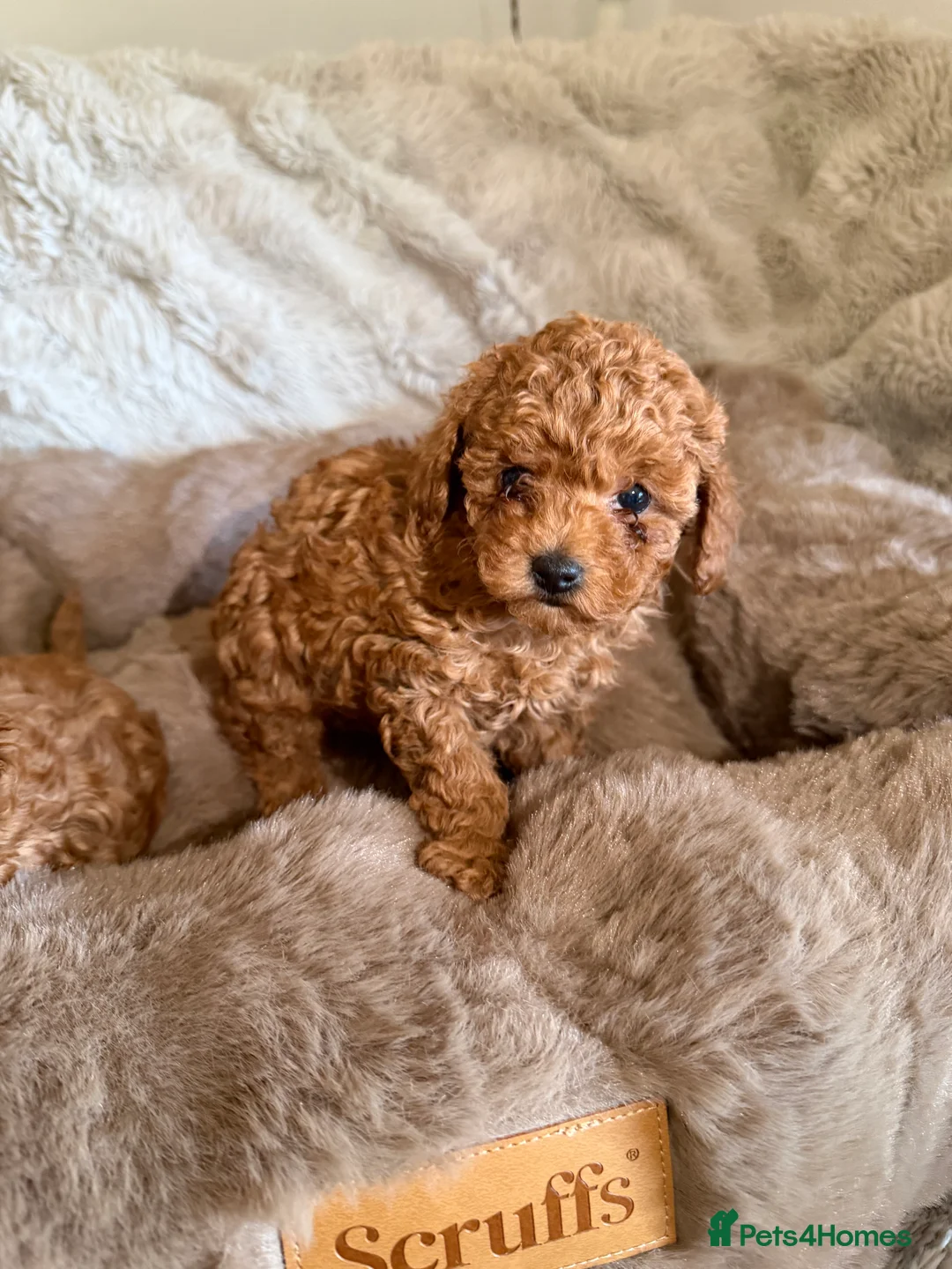 Toy Poodle dogs for sale: Outstanding KC reg Red Toy Poodles  - Advert 22