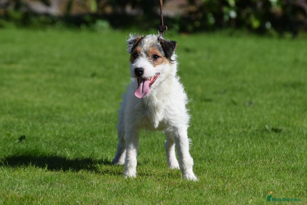 Parson Russell dogs for stud: 5 star licensed registered breeder - Advert 7