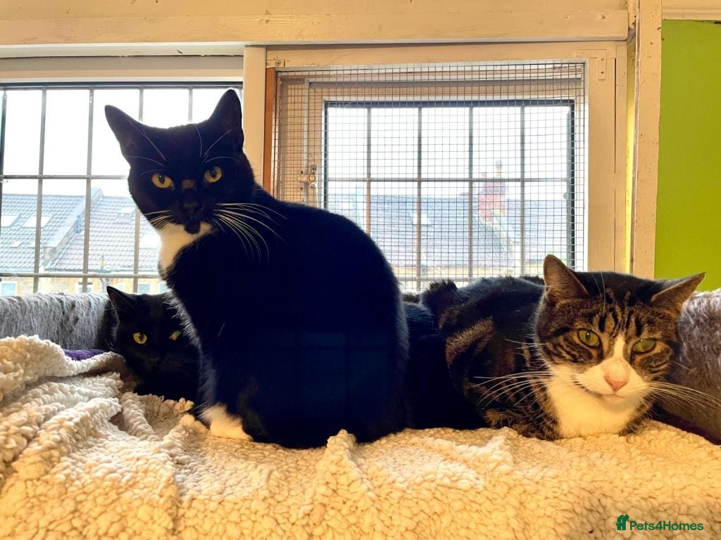 British Shorthair cats Cat & Kitten Rehoming Centre Bristol - Advert 16