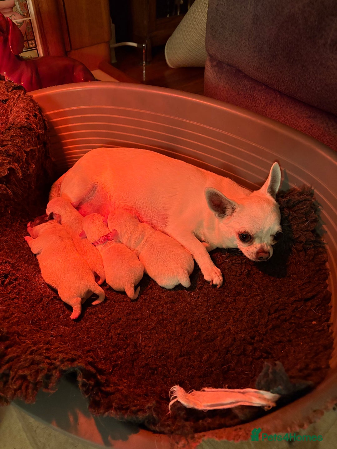 Chihuahua dogs for sale: Stunning Chihuahua Puppy for sale - Advert 7
