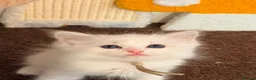 Ragdoll cats for sale: Pure tica ragdoll kittens  - Advert 6
