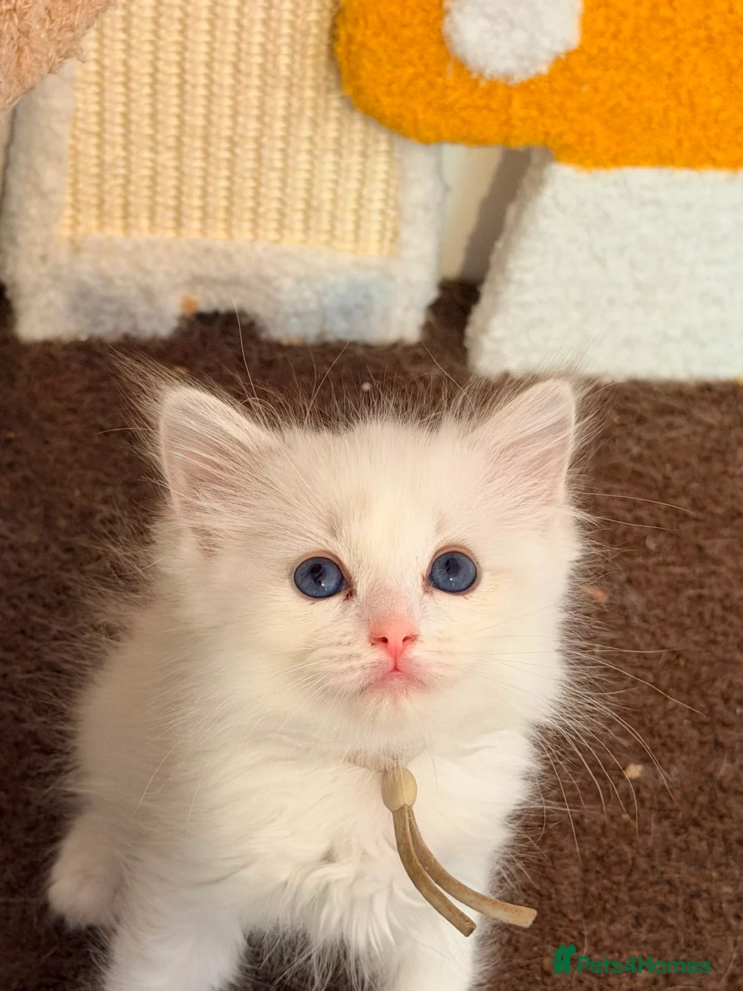 Ragdoll cats for sale: 1 Tica reg kitten left looking for a home  - Advert 13